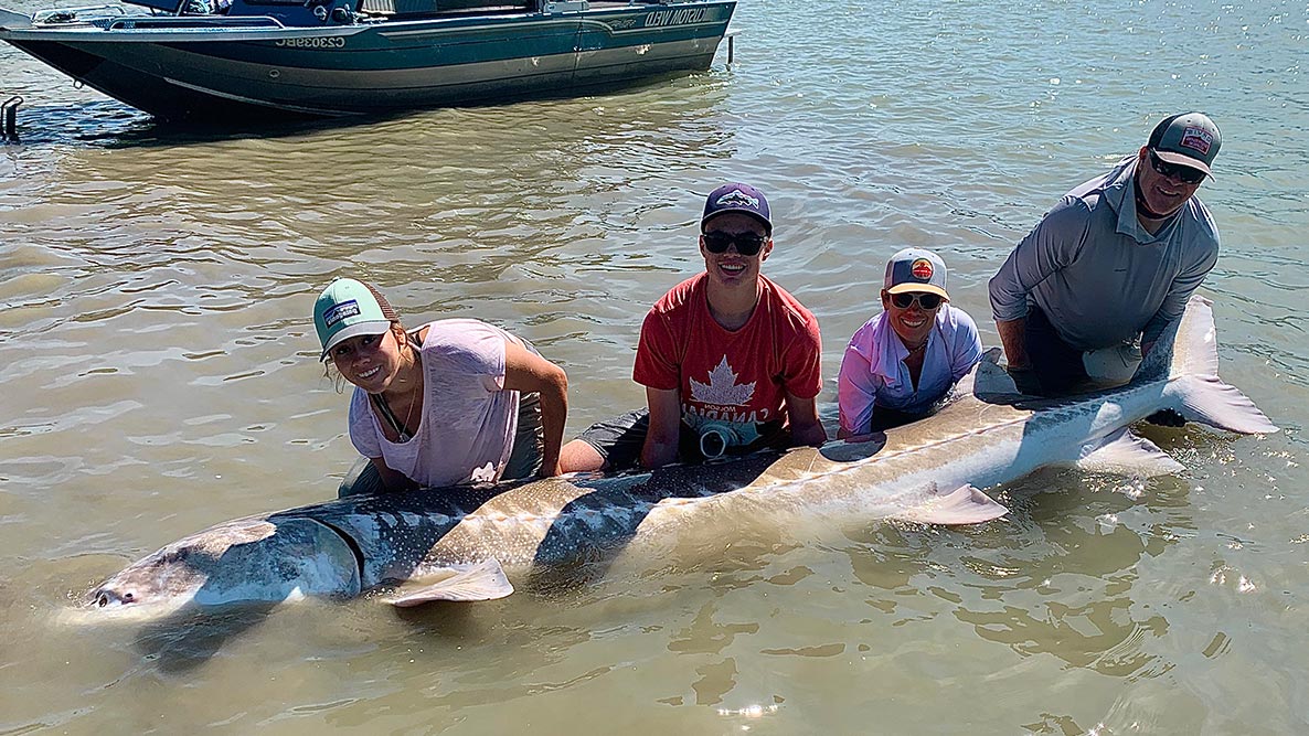 huge sturgeon caught on the fraser river